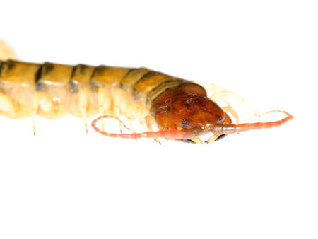 poison animal centipede detail isolated