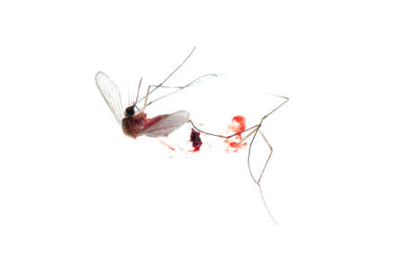 dead mosquito bug with bloodの写真素材