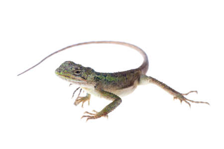 animal lizard Chinese tree dragon isolatedの写真素材