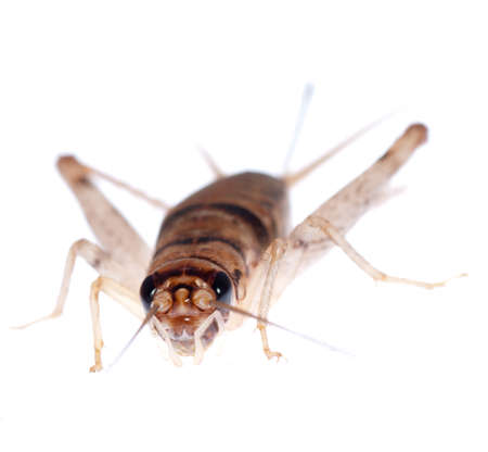 animal insect cricket isolated on white