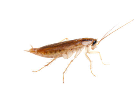 Japanese cockroach isolatedの写真素材