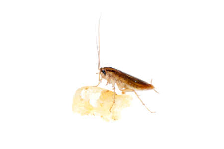 Japanese cockroach with bread isolated