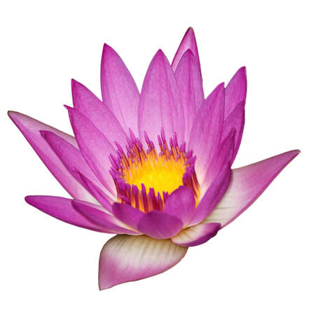 pink water lily flower isolated in whiteの写真素材