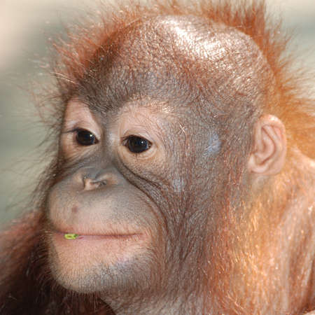 animal monkey ape portrait faceの写真素材