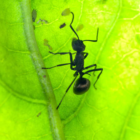 insect ant on green leafの写真素材