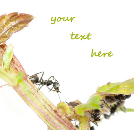 insect ant on leaf isolatedの写真素材