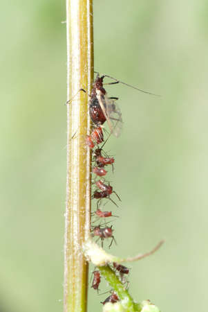 animal macro tiny insect aphid family
