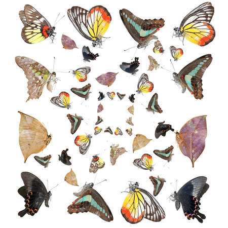 butterfly background isolatedの写真素材