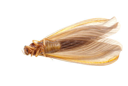 insect termite white antの写真素材