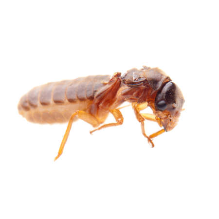 insect termite white antの写真素材