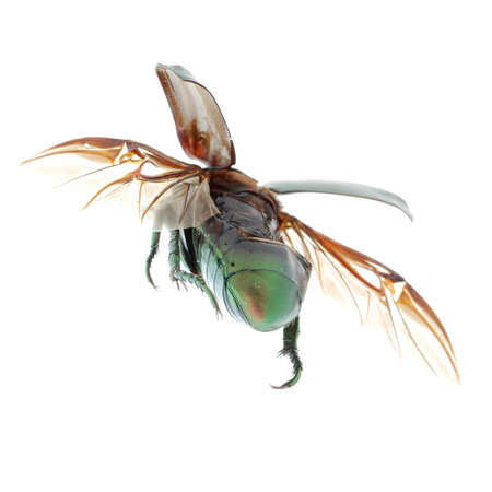 flying insect green beetle (Anomala cupripes) isolated on white backgroundの写真素材