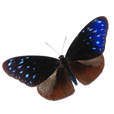 butterfly isolated in white background.の写真素材