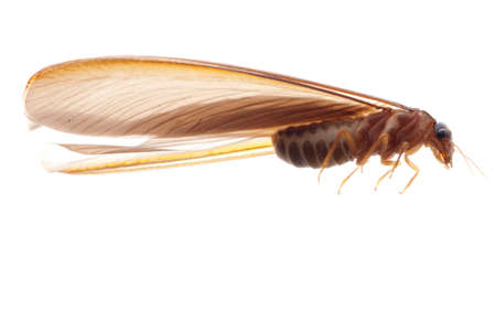 termite white ant  isolated on whiteの写真素材