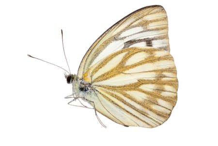 butterfly side view isoalted on white, studio shotの写真素材