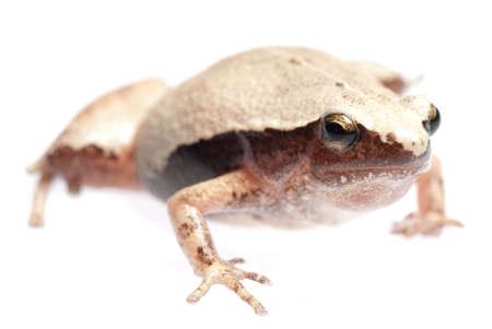 animal amphibian frog Microhyla heymonsi isolated on whiteの写真素材