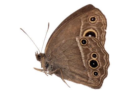 butterfly side view isoalted on white, studio shotの写真素材