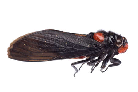 insect cicada isolated
