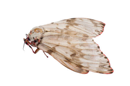 insect moth isolatedの写真素材