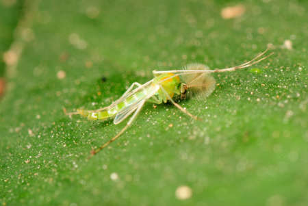 insect green mosquito on leafの写真素材