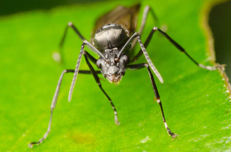 insect ant on green leafの写真素材