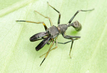 ant mimic spider on green leafの写真素材