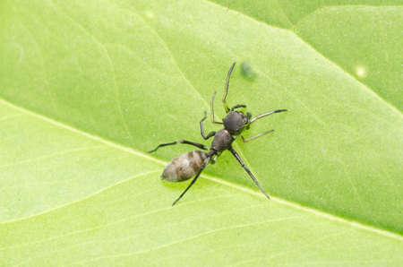 ant mimic spider on green leafの写真素材
