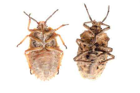 insect stink bug isolated on whiteの写真素材