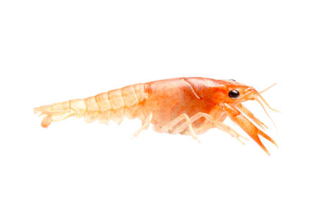 seafood crayfish shrimp isolated on whiteの写真素材