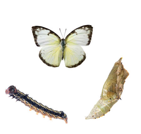 butterfly life cycle isolated on whiteの写真素材