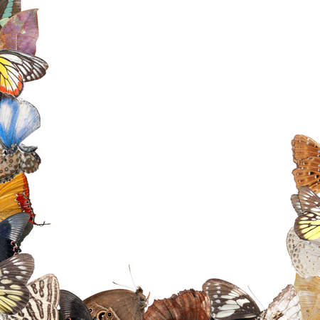 butterfly blank frame background isolatedの写真素材