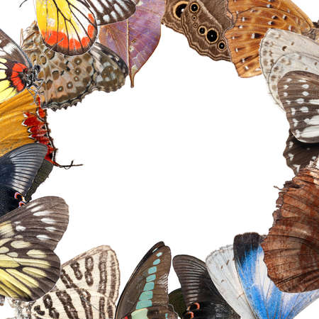 butterfly blank frame background isolatedの写真素材