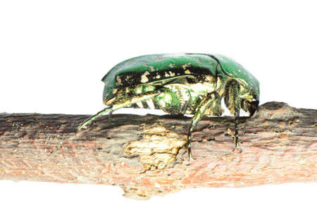 flower beetle insect chafer Protaetia elegans isolated