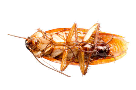 cockroach bug isolated on white
