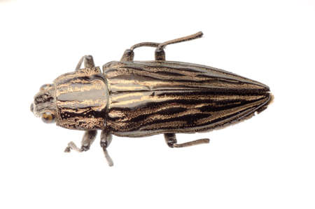 jewel beetle isolated on whiteの写真素材