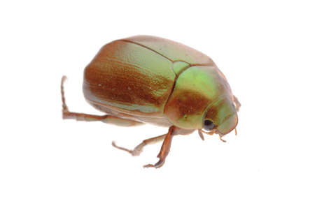 may beetle isolated on whiteの写真素材