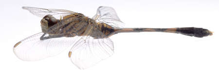 insect dragonfly isolated in whiteの写真素材