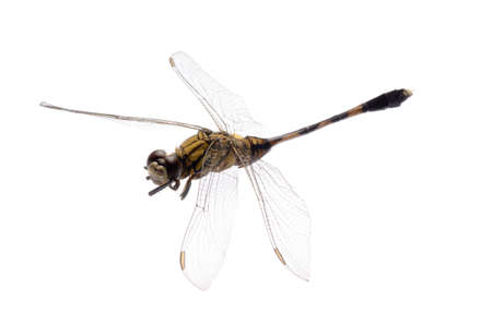 insect dragonfly isolated in whiteの写真素材