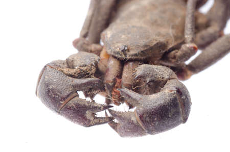 vinegaroon scorpion isolated on white backgroundの写真素材