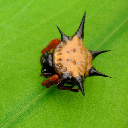 spiny spider spinybacked orbweaver on leafの写真素材