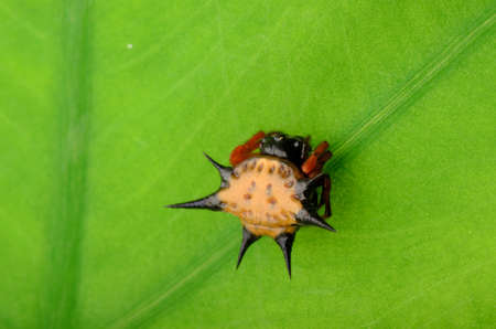 spiny spider spinybacked orbweaver on leafの写真素材