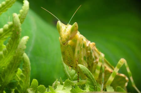 green flower praying mantis on leafの写真素材