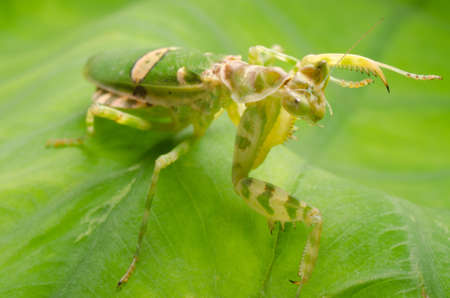 green flower praying mantis on leafの写真素材