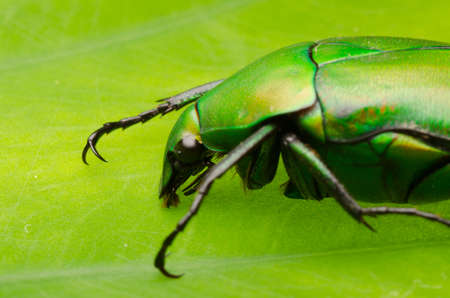 insect shine green flower beetleの写真素材