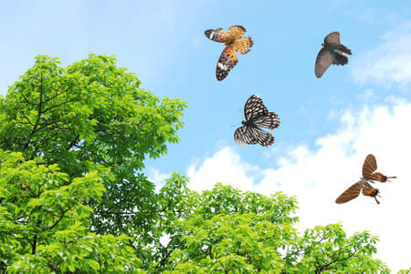 flying butterflyの写真素材