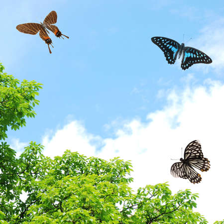 flying butterflyの写真素材