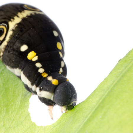 butterfly moth caterpillar isolated on whiteの写真素材