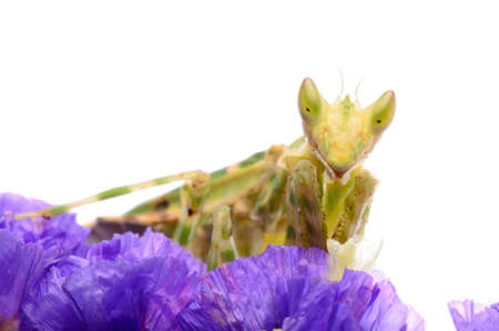 insect praying mantis on flowerの写真素材