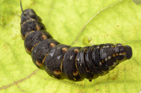 insect cocoon on green leaf