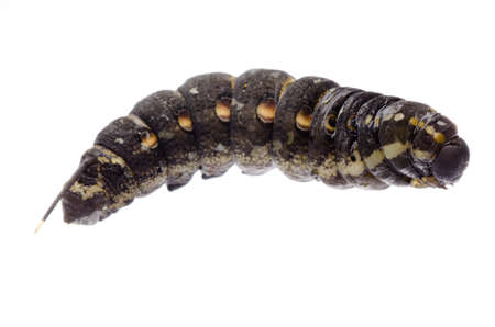 insect cocoon isolated on whiteの写真素材