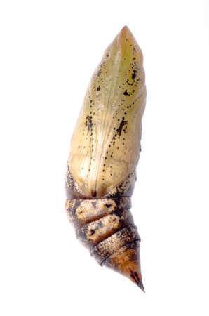 cocoon isolated on whiteの写真素材